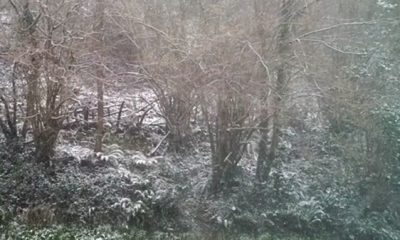 basauri_nieve_basozelai_arboles_febrero_2012