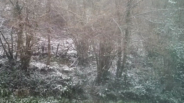 basauri_nieve_basozelai_arboles_febrero_2012