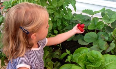 basauri_huerto_ecologico_2014