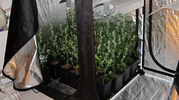 basauri_marihuana_2014_plantas