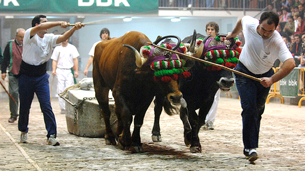 basauri_san_fausto_2014_herri_kirolak_idi_probak