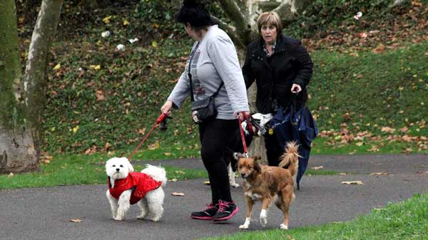 El Ayuntamiento pone en marcha una campaña de control de perros  potencialmente peligrosos para recordar las
